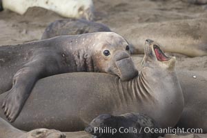 A bull elephant seal forceably mates (copulates) with a much smaller female, often biting her into submission and using his weight to keep her from fleeing.  Males may up to 5000 lbs, triple the size of females.  Sandy beach rookery, winter, Central California, Mirounga angustirostris, Piedras Blancas, San Simeon