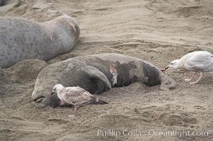 An elephant seal pup carcass is picked over by seagulls.  The pup was perhaps abandoned by, or became separated from, its mother, or else succumbed to disease or injury from much larger males during their territorial battles on the beach, Mirounga angustirostris, Piedras Blancas, San Simeon, California