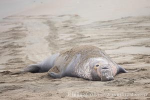 Adult male elephant seal has dragged itself from the surf onto a sandy beach, leaving a trail behind marking his path, Mirounga angustirostris, Piedras Blancas, San Simeon, California