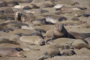 Elephant seals crowd a sand beach at the Piedras Blancas rookery near San Simeon, Mirounga angustirostris