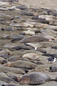 Elephant seals crowd a sand beach at the Piedras Blancas rookery near San Simeon, Mirounga angustirostris