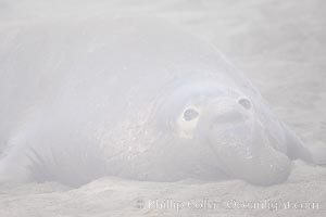 An enormous elephant seal bull male lays on the beach, partially obscured by typical central California coastal fog, Mirounga angustirostris, Piedras Blancas, San Simeon