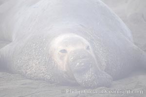 An enormous elephant seal bull male lays on the beach, partially obscured by typical central California coastal fog, Mirounga angustirostris, Piedras Blancas, San Simeon