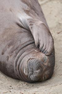 Elephant seal pup scratches its face with its foreflipper.  Note the five "fingernails" on the flipper.  The pup will nurse for 27 days, when the mother stops lactating and returns to the sea.  The pup will stay on the beach 12 more weeks until it becomes hungry and begins to forage for food, Mirounga angustirostris, Piedras Blancas, San Simeon, California