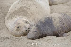 Mother elephant seal and her pup.  The pup will nurse for 27 days, when the mother stops lactating and returns to the sea.  The pup will stay on the beach 12 more weeks until it becomes hungry and begins to forage for food, Mirounga angustirostris, Piedras Blancas, San Simeon, California