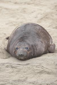 Elephant seal pup.  The pup will nurse for 27 days, when the mother stops lactating and returns to the sea.  The pup will stay on the beach 12 more weeks until it becomes hungry and begins to forage for food, Mirounga angustirostris, Piedras Blancas, San Simeon, California