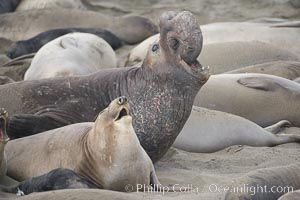 Elephant seals crowd a sand beach at the Piedras Blancas rookery near San Simeon, Mirounga angustirostris