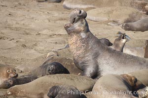 Elephant seals crowd a sand beach at the Piedras Blancas rookery near San Simeon, Mirounga angustirostris