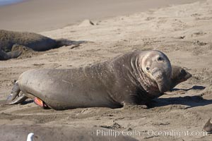 Having just mated with a female (obscured) next to him, this bull male elephant seal's penis is still extended and visible, Mirounga angustirostris, Piedras Blancas, San Simeon, California