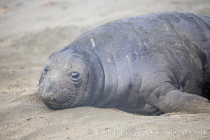 Elephant seal pup.  The pup will nurse for 27 days, when the mother stops lactating and returns to the sea.  The pup will stay on the beach 12 more weeks until it becomes hungry and begins to forage for food, Mirounga angustirostris, Piedras Blancas, San Simeon, California