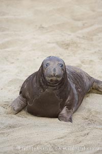 Elephant seal pup.  The pup will nurse for 27 days, when the mother stops lactating and returns to the sea.  The pup will stay on the beach 12 more weeks until it becomes hungry and begins to forage for food, Mirounga angustirostris, Piedras Blancas, San Simeon, California