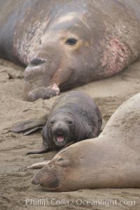 Bull male elephant seal, mother seal and her pup.  The pup will nurse for 27 days, when the mother stops lactating and returns to the sea.  The pup will stay on the beach 12 more weeks until it becomes hungry and begins to forage for food, Mirounga angustirostris, Piedras Blancas, San Simeon, California