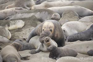 A bull elephant seal forceably mates (copulates) with a much smaller female, often biting her into submission and using his weight to keep her from fleeing.  Males may up to 5000 lbs, triple the size of females.  Sandy beach rookery, winter, Central California, Mirounga angustirostris, Piedras Blancas, San Simeon