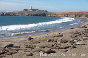 Elephant seals crowd a sand beach at the Piedras Blancas rookery near San Simeon.  The Piedras Blancas lighthouse is visible in upper left