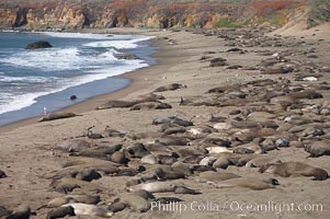 Elephant seals crowd a sand beach at the Piedras Blancas rookery near San Simeon