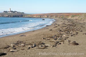 Elephant seals crowd a sand beach at the Piedras Blancas rookery near San Simeon.  The Piedras Blancas lighthouse is visible in upper left