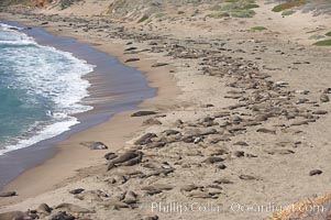 Elephant seals crowd a sand beach at the Piedras Blancas rookery near San Simeon