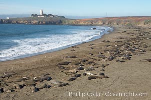 Elephant seals crowd a sand beach at the Piedras Blancas rookery near San Simeon.  The Piedras Blancas lighthouse is visible in upper left