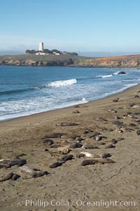 Elephant seals crowd a sand beach at the Piedras Blancas rookery near San Simeon.  The Piedras Blancas lighthouse is visible in upper left