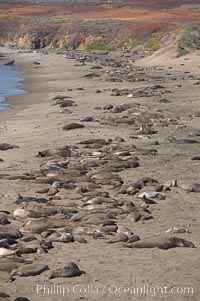 Elephant seals crowd a sand beach at the Piedras Blancas rookery near San Simeon