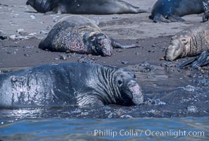 Northern elephant seals, molting, hauled out on beach, Mirounga angustirostris, Guadalupe Island (Isla Guadalupe)