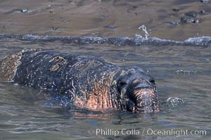 Northern elephant seals, molting, hauled out on beach, Mirounga angustirostris, Guadalupe Island (Isla Guadalupe)