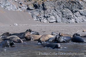 Northern elephant seals, molting, hauled out on beach, Mirounga angustirostris, Guadalupe Island (Isla Guadalupe)