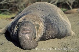 Northern elephant seal, adult male with large proboscis, Mirounga angustirostris, Piedras Blancas, San Simeon, California