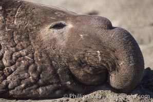 Northern elephant seal, adult male with large proboscis, Mirounga angustirostris, Piedras Blancas, San Simeon, California