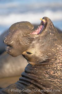 Bull elephant seal, adult male, bellowing. Its huge proboscis is characteristic of male elephant seals. Scarring from combat with other males.  Central California, Mirounga angustirostris, Piedras Blancas, San Simeon