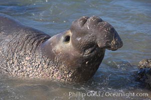Adult male elephant seal in the surf, displaying the huge proboscis that is characteristic of this species.  Winter, Central California, Mirounga angustirostris, Piedras Blancas, San Simeon