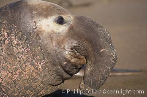 Huge proboscis (nose) of an adult male elephant seal.  Central California, Mirounga angustirostris, Piedras Blancas, San Simeon