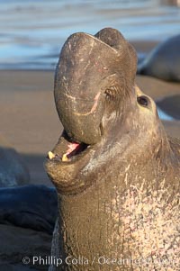 Bull elephant seal, adult male, bellowing. Its huge proboscis is characteristic of male elephant seals. Scarring from combat with other males.  Central California, Mirounga angustirostris, Piedras Blancas, San Simeon