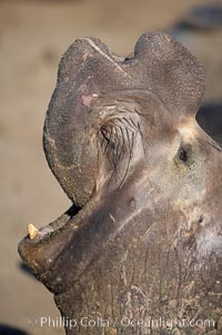 Bull elephant seal, adult male, bellowing. Its huge proboscis is characteristic of male elephant seals. Scarring from combat with other males.  Central California, Mirounga angustirostris, Piedras Blancas, San Simeon