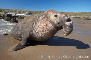 Male elephant seal with considerable scarring from fighting other males for territory and mates.   Central California.  Mirounga angustirostris.