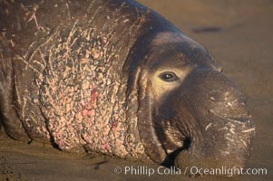 Bull elephant seal lies on the sand.  This old male shows the huge proboscis characteristic of this species, as well as considerable scarring on his chest and proboscis from many winters fighting other males for territory and rights to a harem of females.  Sandy beach rookery, winter, Central California.