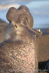 Bull elephant seal, adult male, bellowing. Its huge proboscis is characteristic of male elephant seals. Scarring from combat with other males.  Central California, Mirounga angustirostris, Piedras Blancas, San Simeon