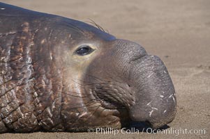 Adult male elephant seal lies on the beach, displaying the huge proboscis which is characteristic of the species.  Winter, Central California, Mirounga angustirostris, Piedras Blancas, San Simeon