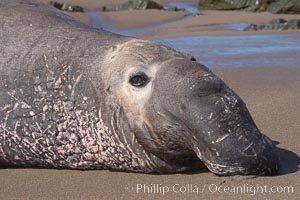 Adult male elephant seal lies on the beach, displaying the huge proboscis which is characteristic of the species.  Winter, Central California, Mirounga angustirostris, Piedras Blancas, San Simeon