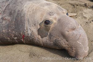 Adult male elephant seal lies on the beach, displaying the huge proboscis which is characteristic of the species.  Winter, Central California, Mirounga angustirostris, Piedras Blancas, San Simeon