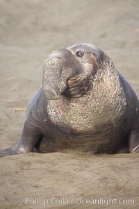 This bull elephant seal, an old adult male, shows extreme scarring on his chest and proboscis from many winters fighting other males for territory and rights to a harem of females, Mirounga angustirostris, Piedras Blancas, San Simeon, California