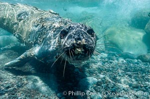Juvenile northern elephant seal warily watches the photographer, underwater, Mirounga angustirostris, Guadalupe Island (Isla Guadalupe)