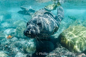 Juvenile northern elephant seal warily watches the photographer, underwater, Mirounga angustirostris, Guadalupe Island (Isla Guadalupe)