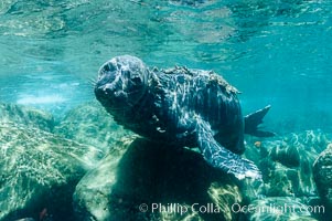 Juvenile northern elephant seal warily watches the photographer, underwater, Mirounga angustirostris, Guadalupe Island (Isla Guadalupe)