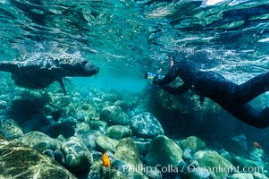 Juvenile northern elephant seal warily watches the photographer, underwater, Mirounga angustirostris, Guadalupe Island (Isla Guadalupe)