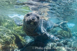 Juvenile northern elephant seal warily watches the photographer, underwater, Mirounga angustirostris, Guadalupe Island (Isla Guadalupe)