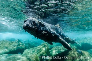 Juvenile northern elephant seal warily watches the photographer, underwater, Mirounga angustirostris, Guadalupe Island (Isla Guadalupe)