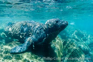 Juvenile northern elephant seal warily watches the photographer, underwater, Mirounga angustirostris, Guadalupe Island (Isla Guadalupe)