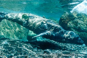 Juvenile northern elephant seal warily watches the photographer, underwater, Mirounga angustirostris, Guadalupe Island (Isla Guadalupe)