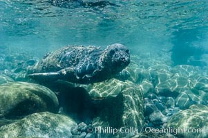 Juvenile northern elephant seal warily watches the photographer, underwater, Mirounga angustirostris, Guadalupe Island (Isla Guadalupe)